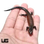 Baby Fire Skinks (Lepidothyris fernandi) For Sale - Underground Reptiles