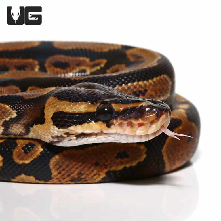Baby bamboo spider ball python for sale underground reptiles
