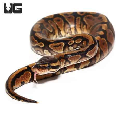 Baby Gravel Ball Python(Python regius) For Sale - Underground Reptiles
