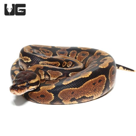 Female Gravel Ball Python, yearling, showcasing unique pattern and coloration.