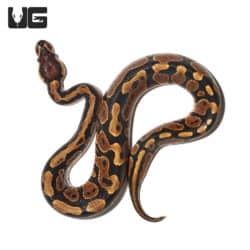 Baby Gravel Ball Python(Python regius) For Sale - Underground Reptiles