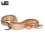 Baby Female Gravel Spark (Bypass) Ball Python (Python regius) For Sale - Underground Reptiles