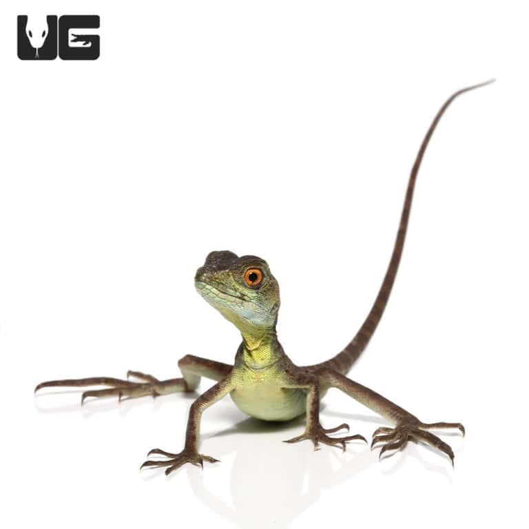 Lizards For Sale Underground Reptiles