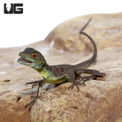 Baby Green Basilisks (Basiliscus plumifrons) For Sale - Underground Reptiles