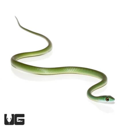 Baby African Green Bush Snakes (Philothamnus semivariegatus) For Sale - Underground Reptiles
