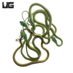 Baby African Green Bush Snakes (Philothamnus semivariegatus) For Sale - Underground Reptiles