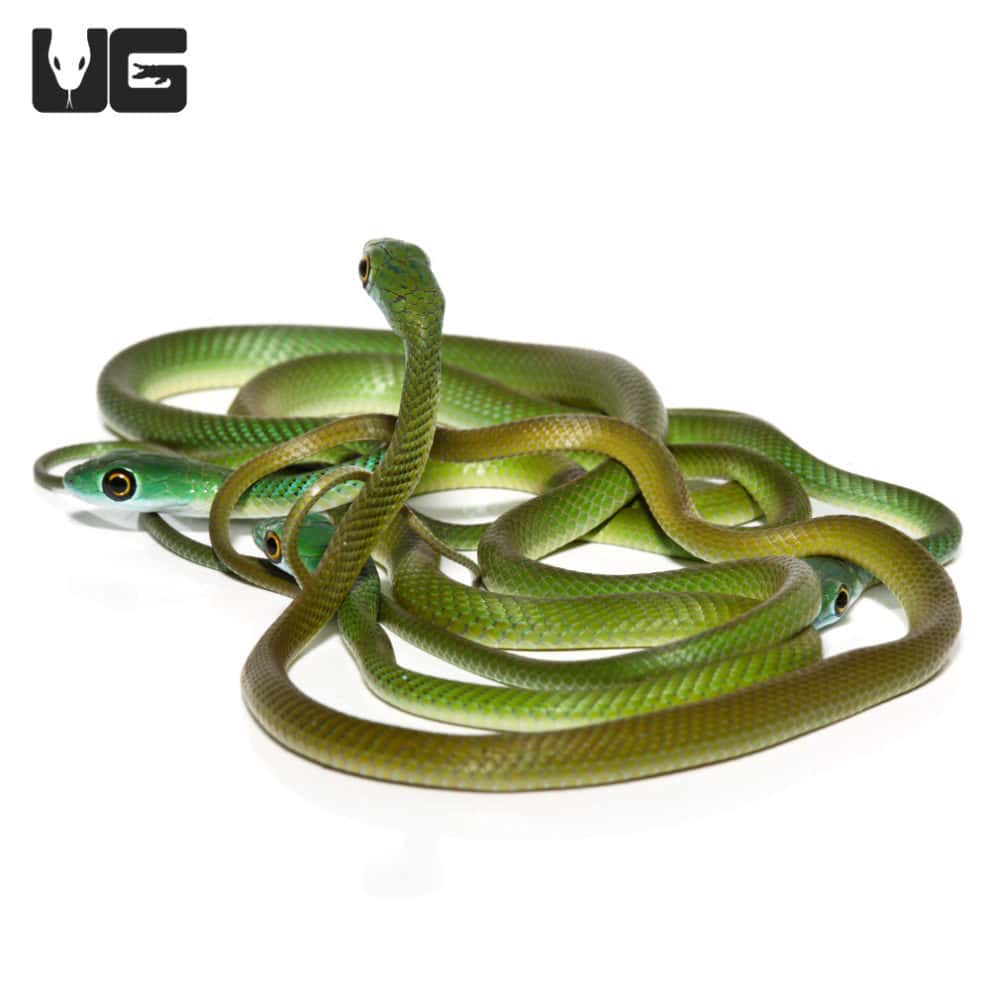 Baby African Green Bush Snakes For Sale - Underground Reptiles