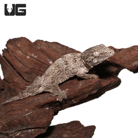 Baby GTX Leachianus Geckos (Rhacodactylus leachianus) For Sale - Underground Reptiles