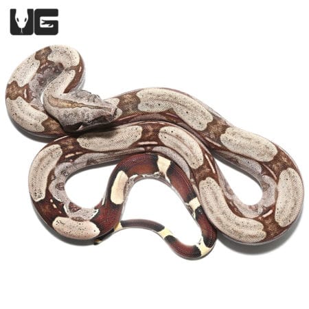 High Pink Redtail Boa (Boa c. constrictor) For Sale - Underground Reptiles