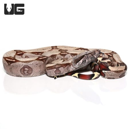 High Pink Redtail Boa (Boa c. constrictor) For Sale - Underground Reptiles