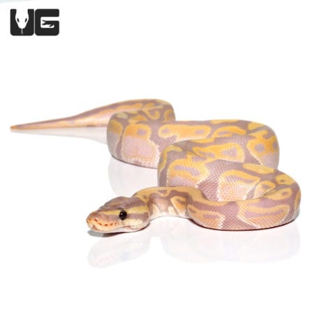 Baby Male Banana Het Pied Ball Python (Python regius) For Sale - Underground Reptiles