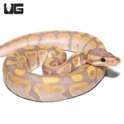Baby Male Banana Het Pied Ball Python (Python regius) For Sale - Underground Reptiles