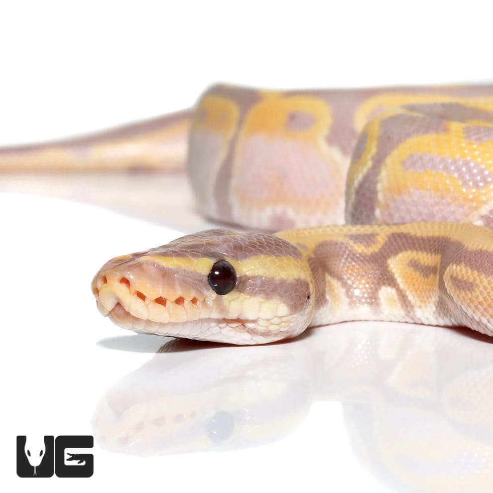 2018 Lavender Albino Spider Ball Python For Sale - Underground Reptiles