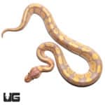 Baby Male Banana Het Pied Ball Python (Python regius) For Sale - Underground Reptiles