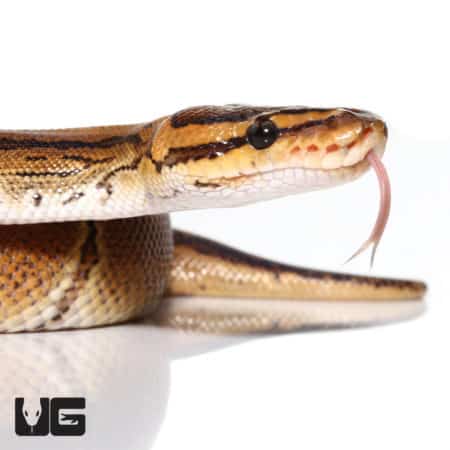 Baby Male Enchi Pinstripe Het Pied Ball Python (Python regius) For Sale - Underground Reptiles