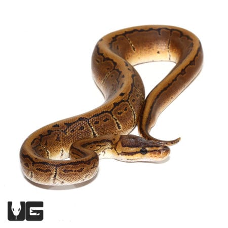 Baby Male Enchi Pinstripe Het Pied Ball Python (Python regius) For Sale - Underground Reptiles