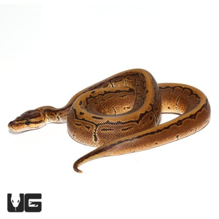 Baby Male Enchi Pinstripe Het Pied Ball Python (Python regius) For Sale - Underground Reptiles
