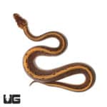 Baby Male Enchi Pinstripe Het Pied Ball Python (Python regius) For Sale - Underground Reptiles