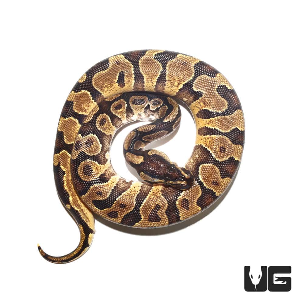 Ball Pythons For Sale - Underground Reptiles
