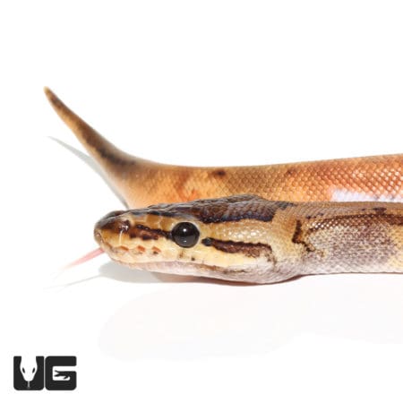 Baby Male Pinstriped Pied Ball Python with distinctive markings and vibrant coloration.