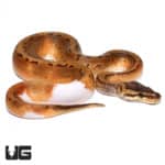 Pinstriped Pied Ball Pythons (Python regius) For Sale - Underground Reptiles