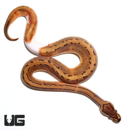 Pinstriped Pied Ball Python, baby male, showcasing unique pattern and coloration.