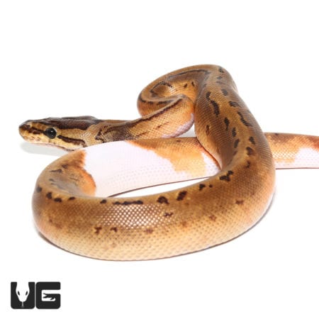 Baby Male Pinstriped Pied Ball Python with distinctive markings and vibrant coloration.