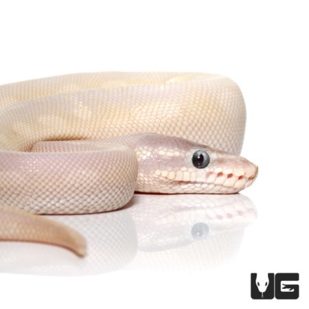 Baby Bamboo Spider Ball Python For Sale - Underground Reptiles