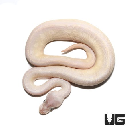 Baby Mojave Phantom Ball Python, a stunning morph with creamy white and pale yellow coloration.