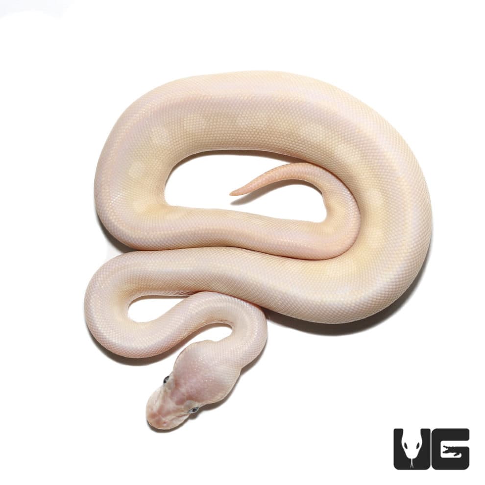 Baby bamboo spider ball python for sale underground reptiles