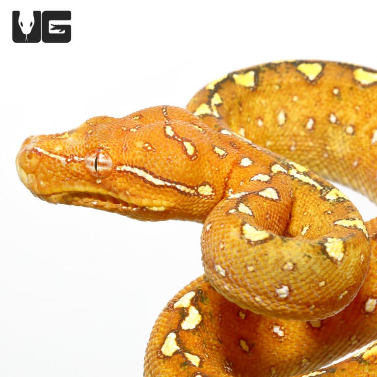 Green Tree Pythons For Sale - Underground Reptiles