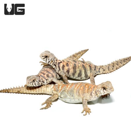 Baby Ornate Uromastyx (Uromastyx ornata) For Sale - Underground Reptiles