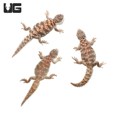Baby Ornate Uromastyx (Uromastyx ornata) For Sale - Underground Reptiles
