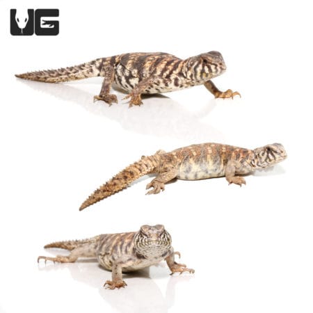 Baby Ornate Uromastyx (Uromastyx ornata) For Sale - Underground Reptiles