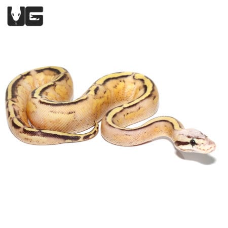 Baby Pastel Gravel Spark (Bypass) Ball Python (Python regius) For Sale - Underground Reptiles