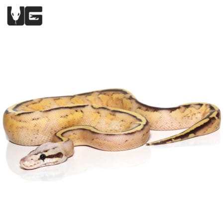 Baby Pastel Gravel Spark (Bypass) Ball Python (Python regius) For Sale - Underground Reptiles