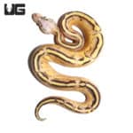 Baby Pastel Gravel Spark (Bypass) Ball Python (Python regius) For Sale - Underground Reptiles