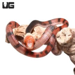 Red Vine Snakes (Siphlophis compressus) For Sale - Underground Reptiles