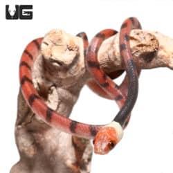 Red Vine Snakes (Siphlophis compressus) For Sale - Underground Reptiles
