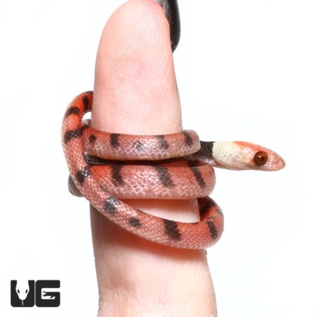 Baby Red Vine Snake on a finger, showcasing vibrant coloration and slender body.