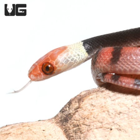 Red Vine Snakes (Siphlophis compressus) For Sale - Underground Reptiles