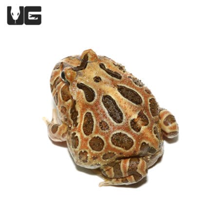 Unique Chocolate Samurai Pacman Frog with distinctive markings.