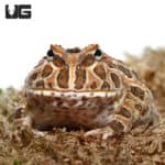 Chocolate Samurai Pacman Frog (Ceratophrys cranwelli) For Sale - Underground Reptiles