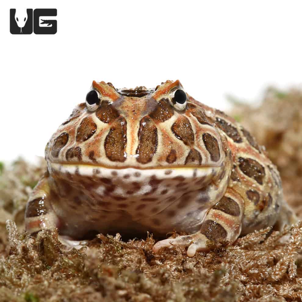 Samurai Blue Pacman Frog For Sale Underground Reptiles