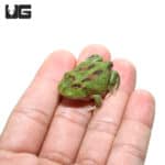 Green Samurai Pacman Frog (Ceratophrys cranwelli) For Sale - Underground Reptiles