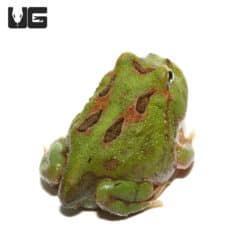 Green Samurai Pacman Frog (Ceratophrys cranwelli) For Sale - Underground Reptiles