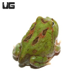 Pacmans & Pixie Frogs For Sale - Underground Reptiles