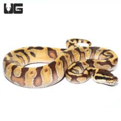 Baby Super Enchi Phantom Ball Python (Python regius) For Sale - Underground Reptiles
