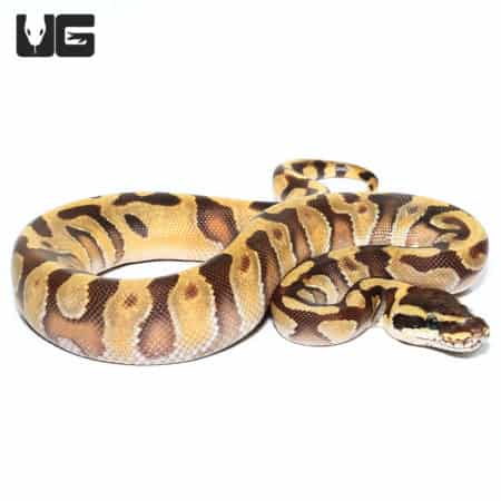 Baby Super Enchi Phantom Ball Python (Python regius) For Sale - Underground Reptiles