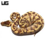 Baby Super Enchi Phantom Ball Python (Python regius) For Sale - Underground Reptiles
